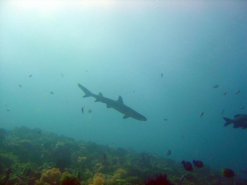 White Tip Reefshark 